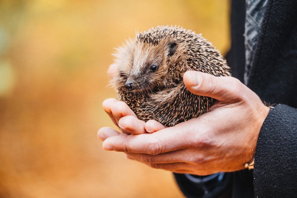 Międzynarodowy Dzień Jeża. Jak pomóc temu małemu ssakowi przetrwać zimę?