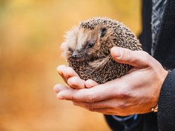 Międzynarodowy Dzień Jeża. Jak pomóc temu małemu ssakowi przetrwać zimę?