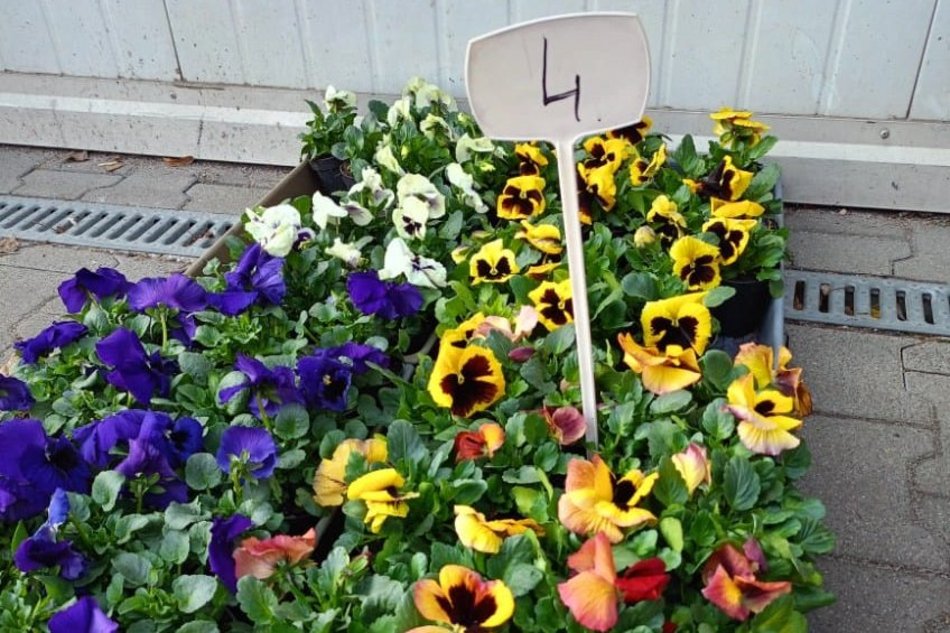 Łódź. Ceny kwiatów w Łodzi. Rynki, stragany, kwiaciarnie i supermarkety