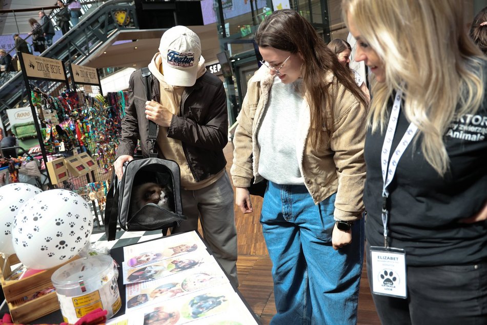 Łódź. Psi Targ w Manufakturze w Łodzi. Każdy miłośnik czworonogów znajdzie tu coś dla siebie