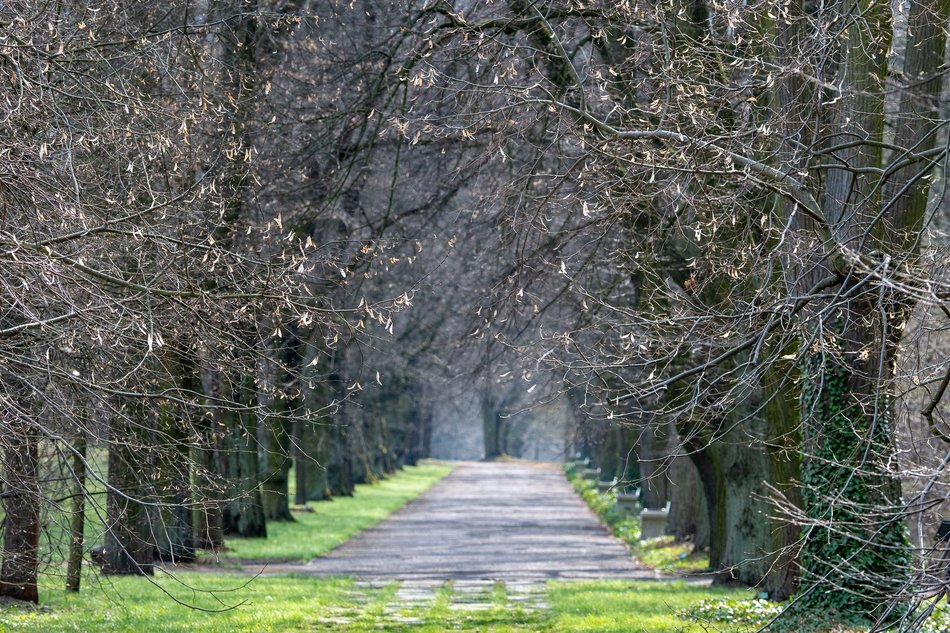 Wiosenny Ogród Botaniczny w Łodzi. Spacer wśród budzącej się do życia przyrody
