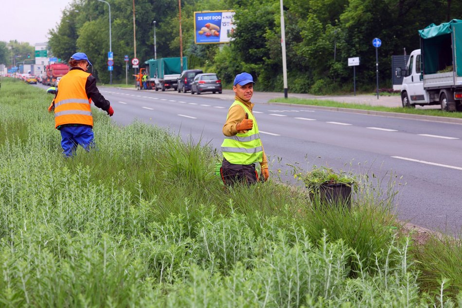 Precz z chwastami przy Kopcińskiego. Tak dba się o zieleń w Łodzi