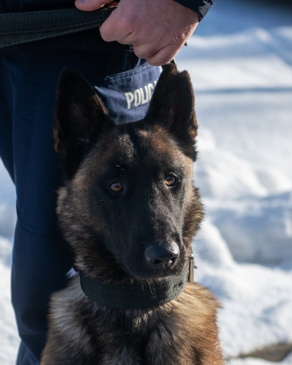 Dwa psy służbowe zasiliły szeregi Komendy Miejskiej Policji w Łodzi