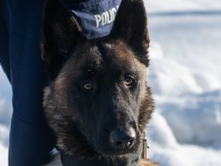 Dwa psy służbowe zasiliły szeregi Komendy Miejskiej Policji w Łodzi