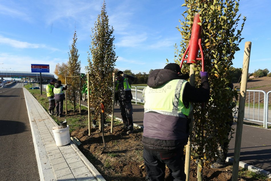 Sadzenie drzew przy Trasie Górna