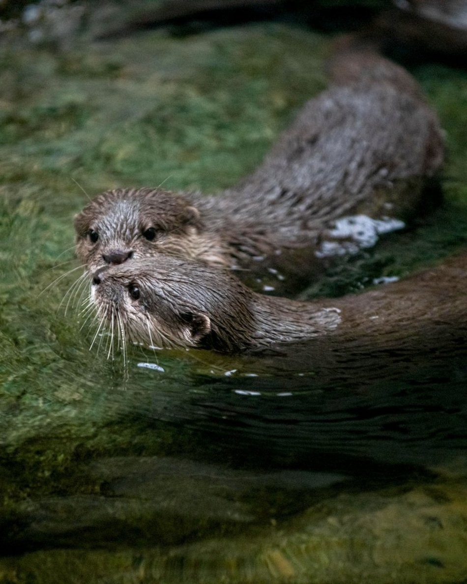 wydry, orientarium zoo lodz