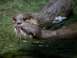 wydry, orientarium zoo lodz