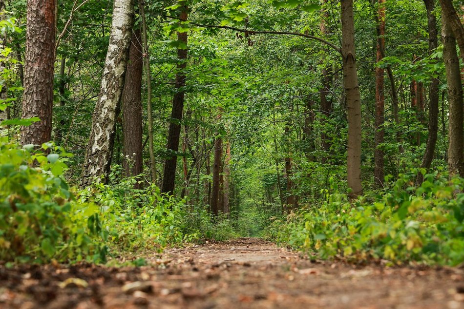 Łódź. Nowy park leśny w Łodzi! Mieszkańcy Dorabialskiej zyskali zieloną oazę!