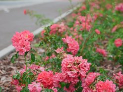 Łódź. Wrzesień w Łodzi potrafi zaskoczyć! Miasto wciąż tętni kolorami i zapachem kwiatów