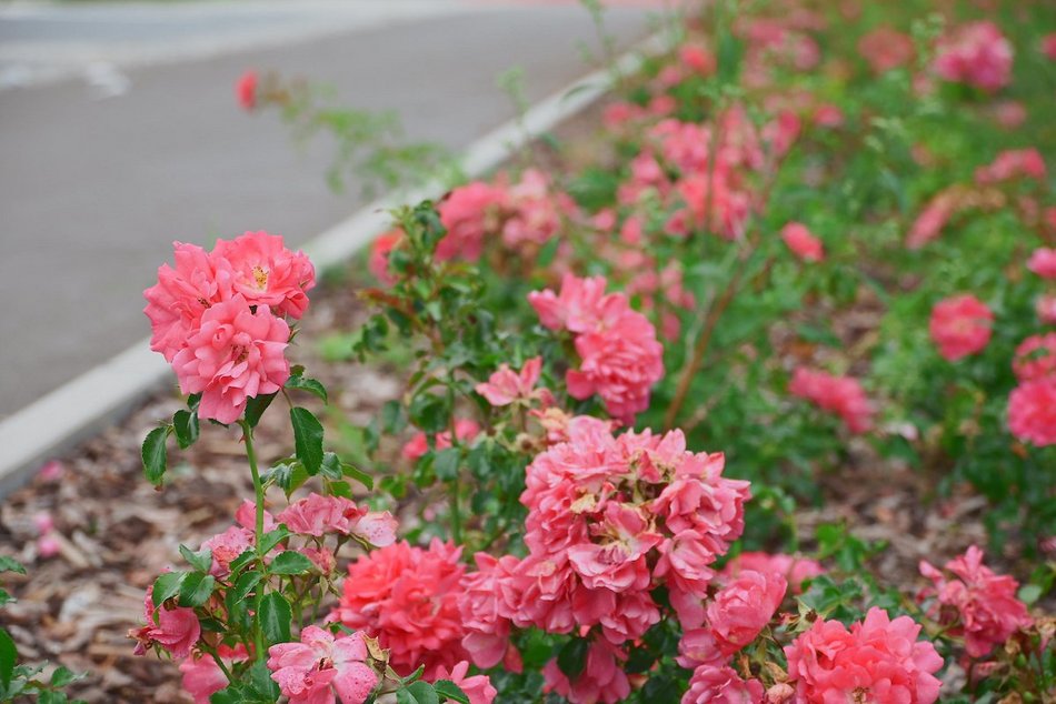Łódź. Wrzesień w Łodzi potrafi zaskoczyć! Miasto wciąż tętni kolorami i zapachem kwiatów