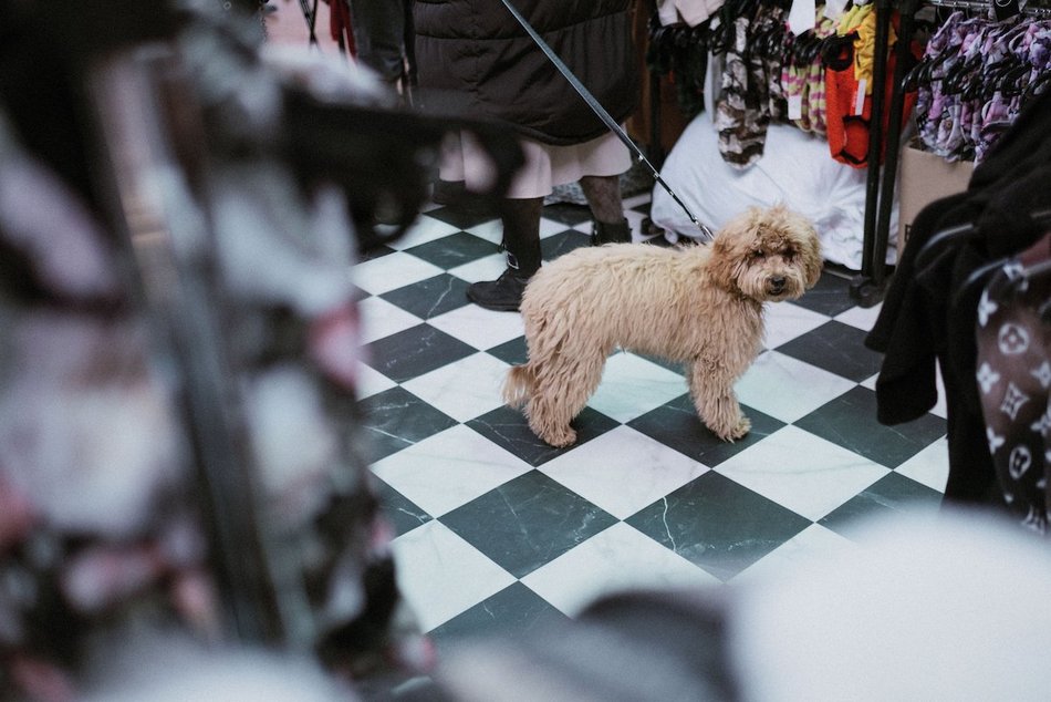 Łódź. Psi Targ w Manufakturze