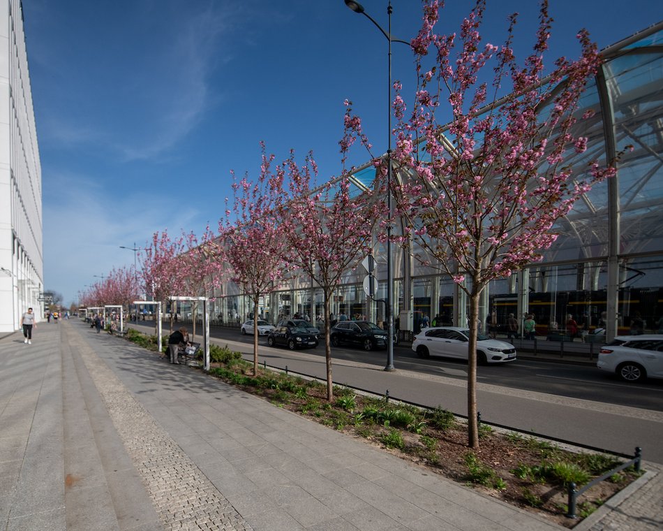 Łódź. Różowa aleja w centrum miasta. Przy Piłsudskiego zakwitły wiśnie japońskie!