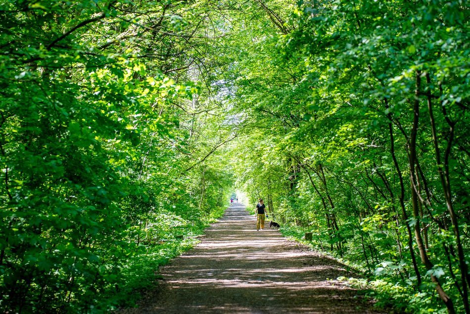 grupa ludzi spaceruje w naturze