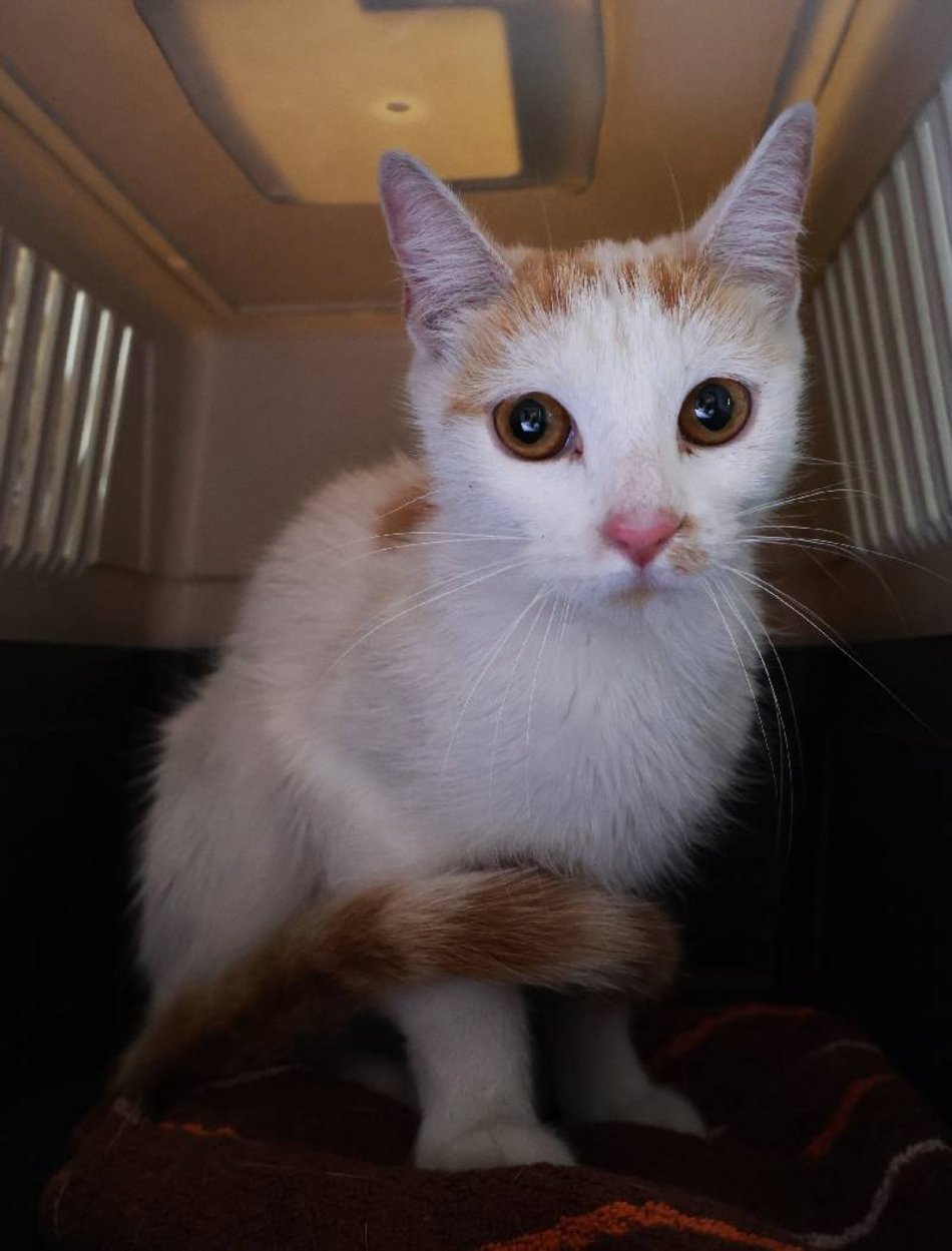 Ta urocza dama czeka na kochający dom w schronisku w Łodzi. Zabierzesz Daylę do siebie?