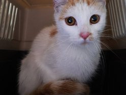 Ta urocza dama czeka na kochający dom w schronisku w Łodzi. Zabierzesz Daylę do siebie?