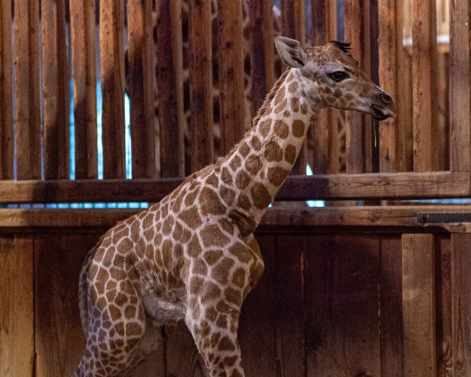 Domino z Orientarium Zoo Łódź ma już rok!