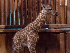 Domino z Orientarium Zoo Łódź ma już rok!