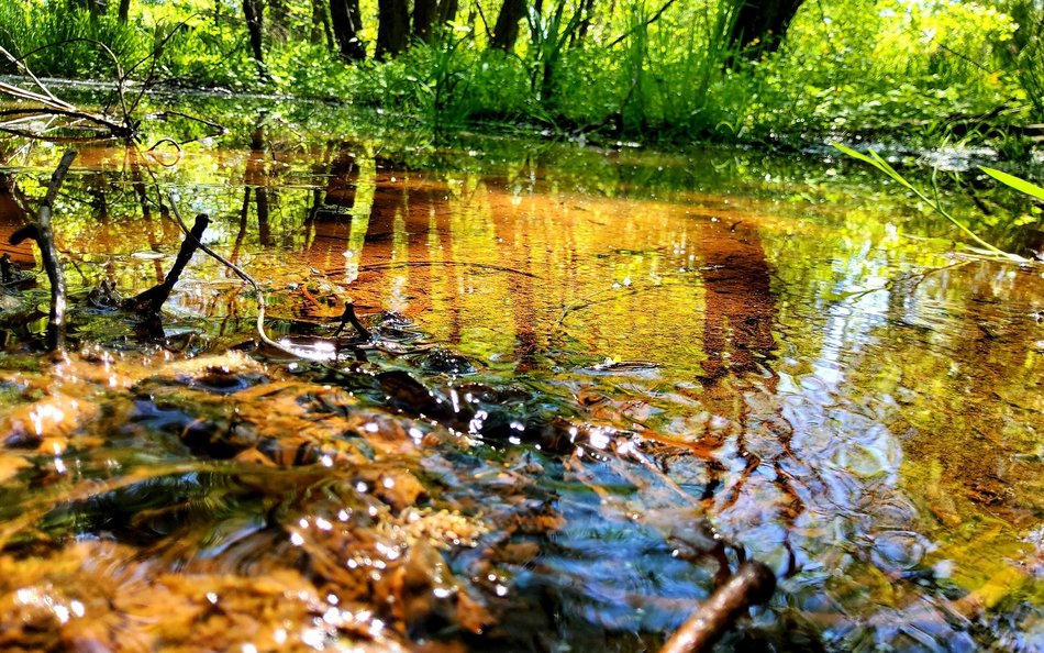 Rozlewisko-dopływ Lamusa. Park Źródliska II