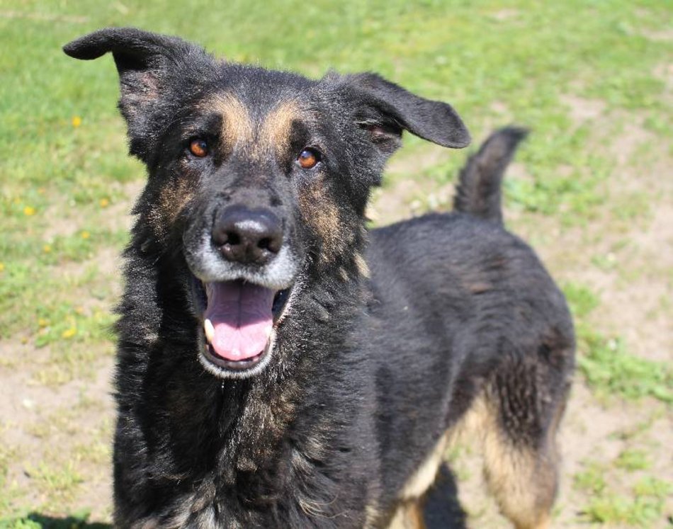 Łódź. Astro jest w schronisku w Łodzi zdecydowanie za długo. Podaruj mu godną starość!