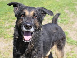 Łódź. Astro jest w schronisku w Łodzi zdecydowanie za długo. Podaruj mu godną starość!