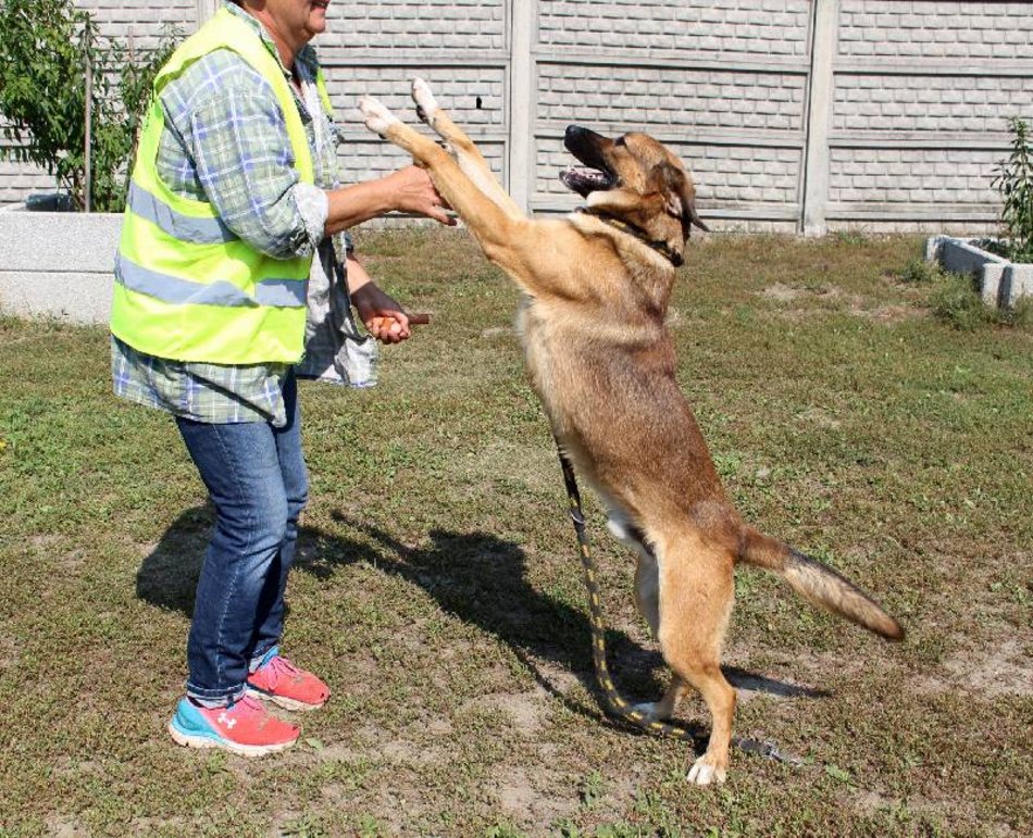 Łódź. Cezar jest w schronisku w Łodzi zdecydowanie za długo. Pomóż mu znaleźć nowy dom!