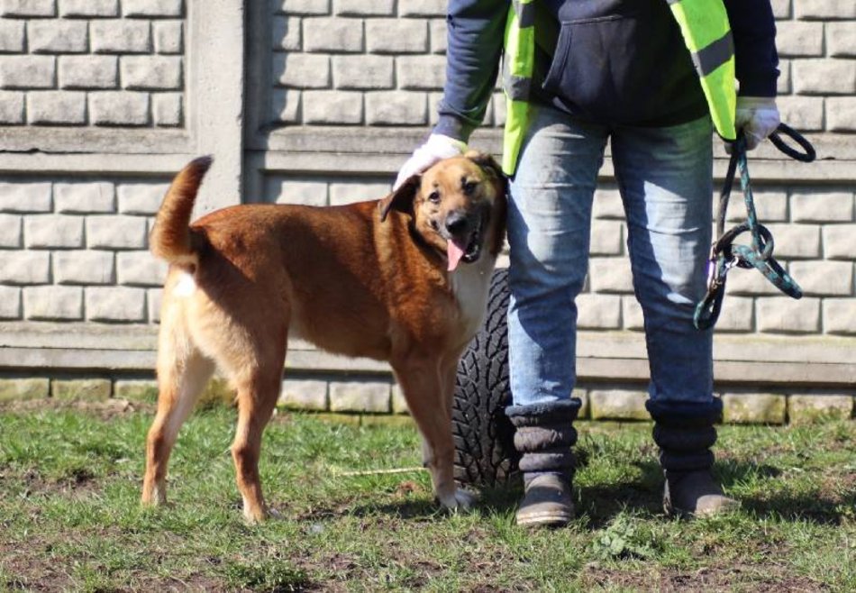 Łódź. Cezar jest w schronisku w Łodzi zdecydowanie za długo. Pomóż mu znaleźć nowy dom!