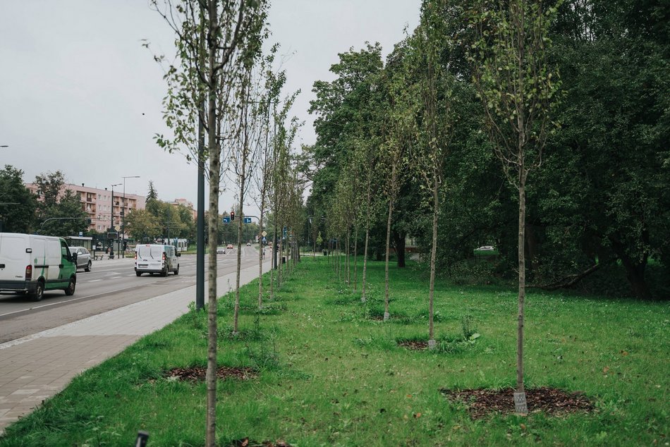 Łódź. Kilkaset nowych drzew przy Wojska Polskiego w Łodzi. Ulica zmienia się w zielony trakt