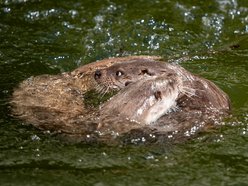 Łódź. Nowa mieszkanka Orientarium Zoo Łódź. Samica wydry dołączyła do samca Harry'ego
