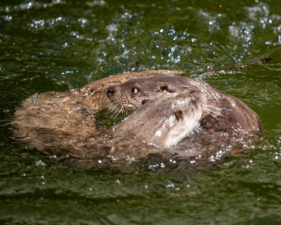 Łódź. Nowa mieszkanka Orientarium Zoo Łódź. Samica wydry dołączyła do samca Harry'ego