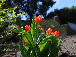 Ponad 50 tys. tulipanów możemy zobaczyć w Ogrodzie Botanicznym w Łodzi!