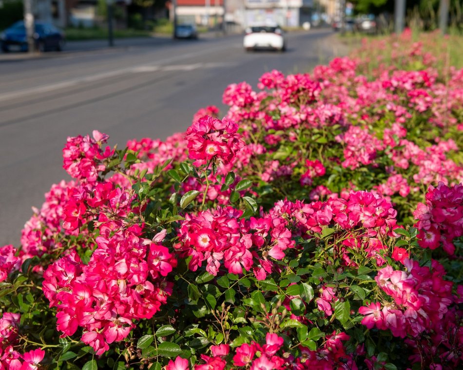 Róże na ulicach Łodzi