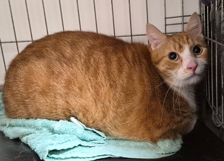 Łódź. Przygarnij Kluska! Czeka na swoją nową rodzinę w schronisku