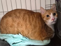 Łódź. Przygarnij Kluska! Czeka na swoją nową rodzinę w schronisku