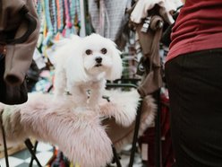 Łódź. Psi Targ w Manufakturze