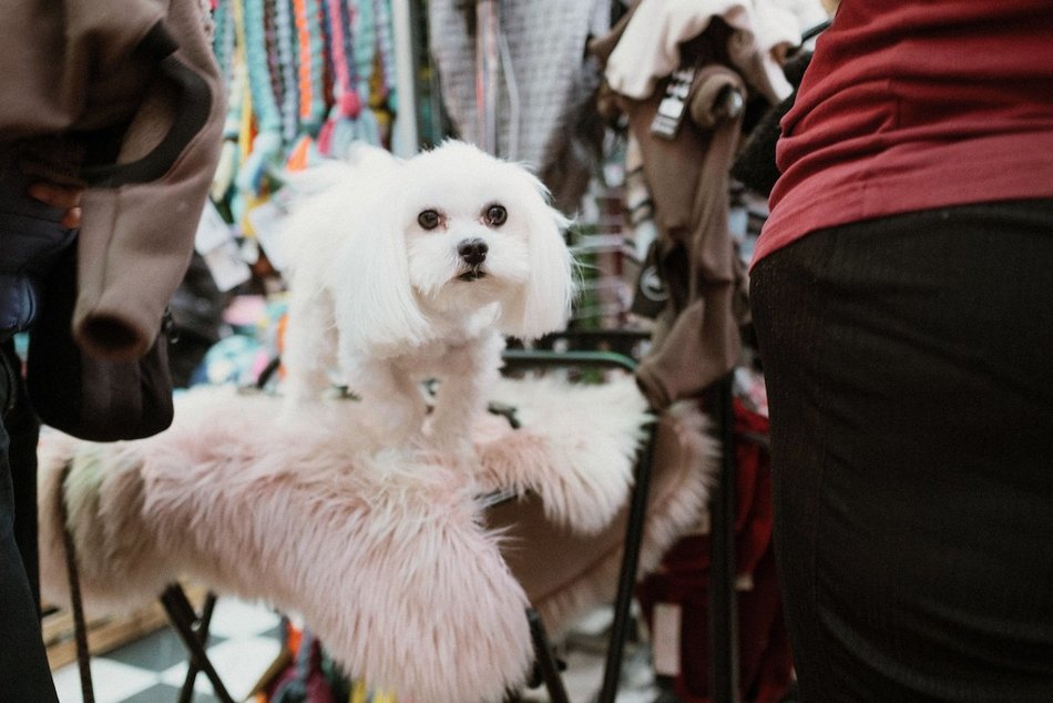 Łódź. Psi Targ w Manufakturze