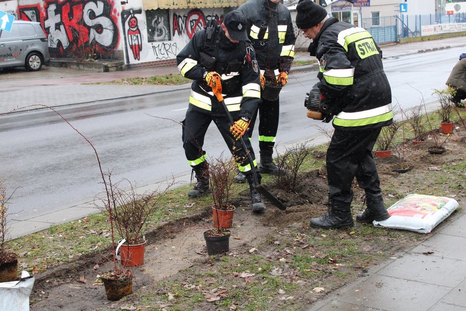 Sadzenie krzewów wzdłuż ulicy Retkińskiej