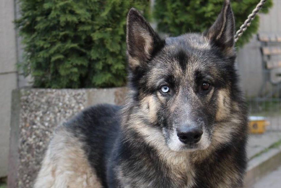 Leon to stały bywalec schroniska w Łodzi. Nie pozwól zostać mu tam ani dnia dłużej!