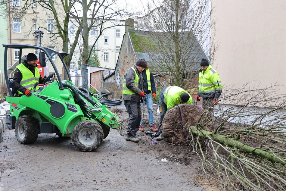 Sadzenie drzew i krzewów przy ul. Legionów