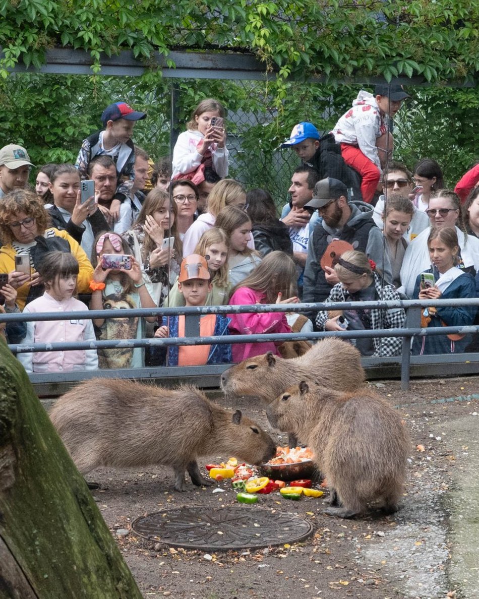 Łódź. Zlot Fanów Kapibary w Orientarium Zoo Łódź. Świetna frekwencja mimo niepogody