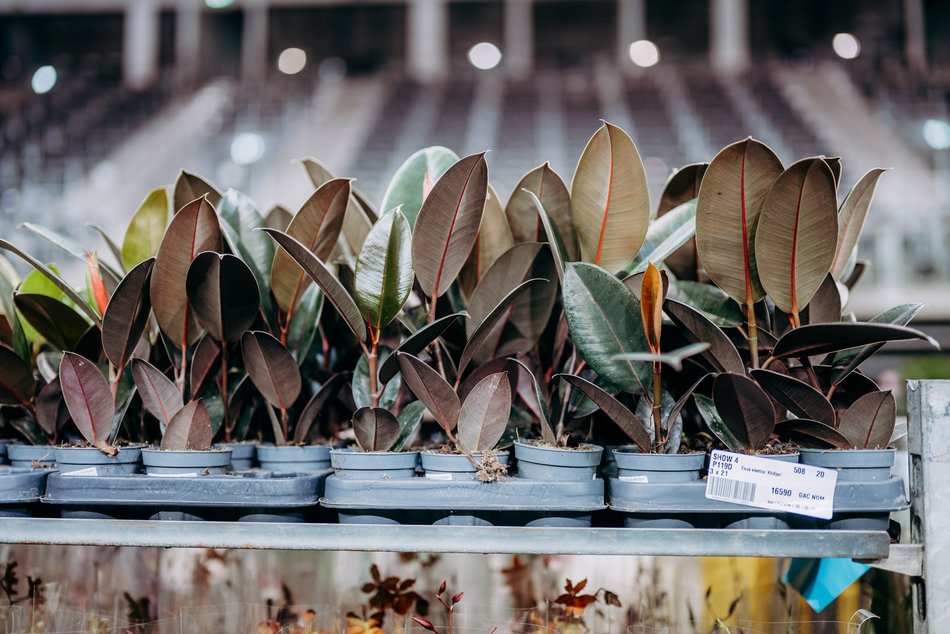 Łódź. Festiwal Roślin w Sport Arenie w Łodzi. Wyjątkowe okazy i tłumy łodzian!