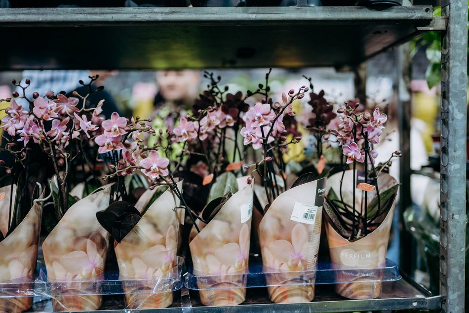Łódź. Festiwal Roślin w Sport Arenie w Łodzi. Wyjątkowe okazy i tłumy łodzian!