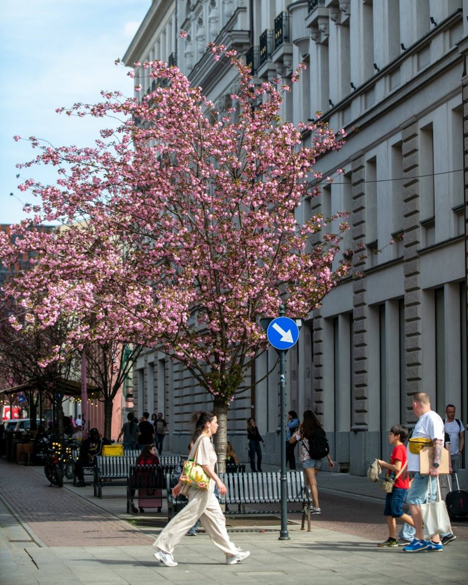 Zjawiskowy woonerf 6 sierpnia w Łodzi w wiosennych szatach! Rozkwitły wiśnie kanzan!