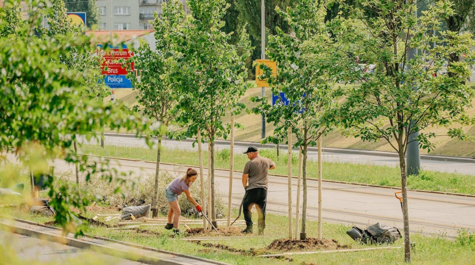 Łódź. Gdzie przybędzie 100 nowych drzew na Widzewie w Łodzi? Oddaj swój głos i zadecyduj!
