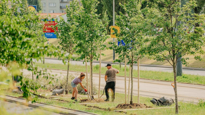 Łódź. Gdzie przybędzie 100 nowych drzew na Widzewie w Łodzi? Oddaj swój głos i zadecyduj!