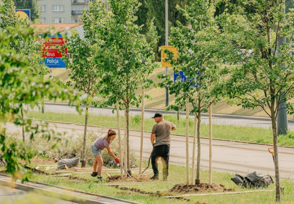 Łódź. Gdzie przybędzie 100 nowych drzew na Widzewie w Łodzi? Oddaj swój głos i zadecyduj!