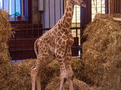 Narodziny żyrafy w Orientarium Zoo Łódź