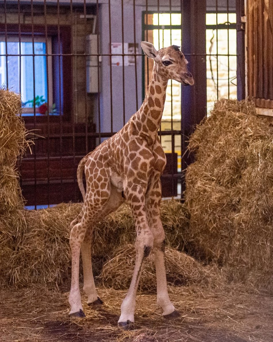 Narodziny żyrafy w Orientarium Zoo Łódź