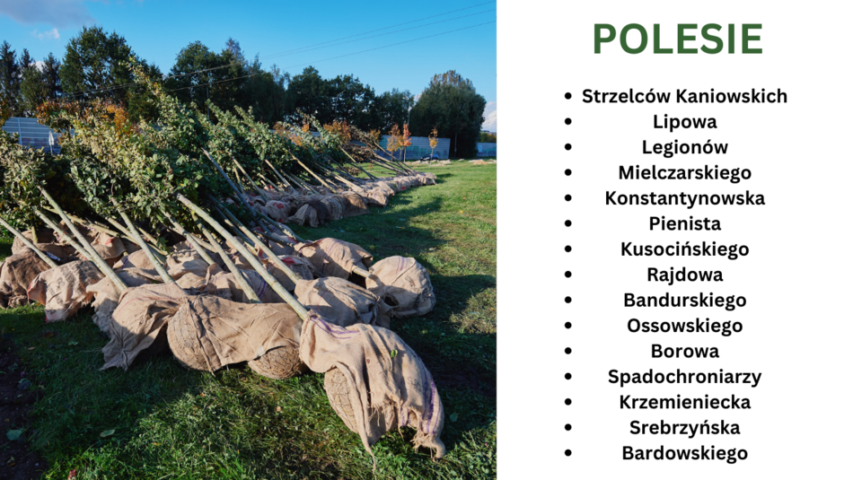 Nasadzenia drzew w 2023 r. - Polesie