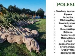 Nasadzenia drzew w 2023 r. - Polesie