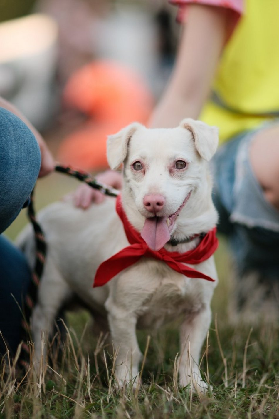 Łódź. Psia Polówka za nami! Na Olechowie pojawili się łodzianie ze swoimi czworonogami